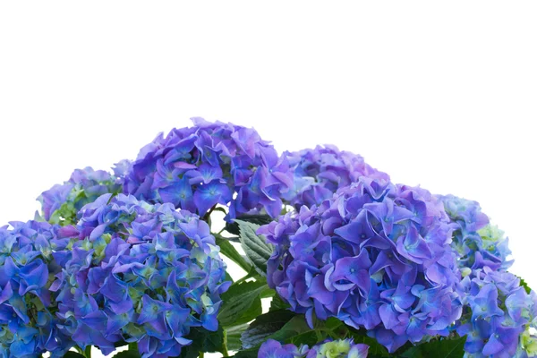 Bordure de fleurs d'hortensia bleu — Photo