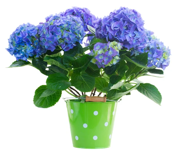青いオルテンシア花 — ストック写真
