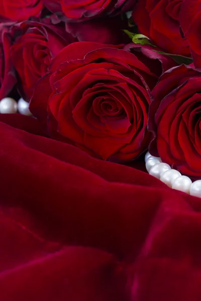 Красные розы на бархате — стоковое фото