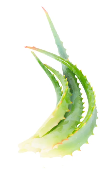 Aloe vera skivor — Stockfoto