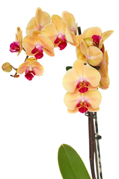 Oranje orchid branch — Stockfoto