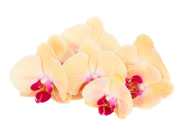 Orangefarbener Orchideenableger — Stockfoto