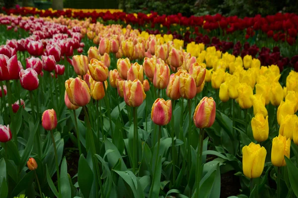 Holandsko tulipány a narcisy pole — Stock fotografie