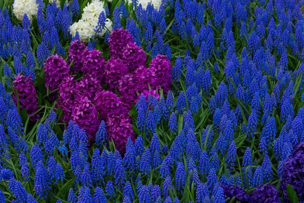 Mavi muscari çiçek yatak — Stok fotoğraf
