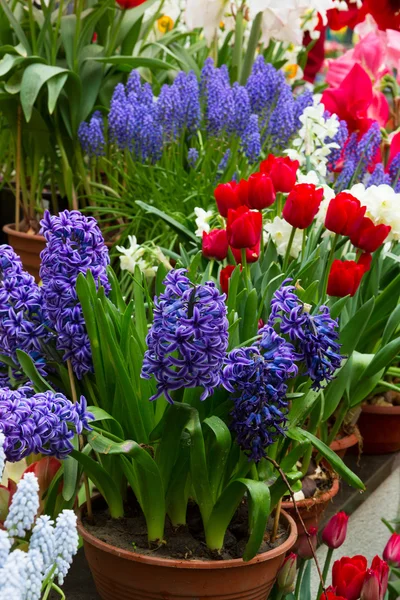 Colorida floristería — Foto de Stock