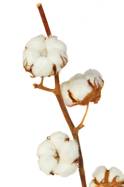 Beyaz arka planda pamuk bitkisi — Stok fotoğraf