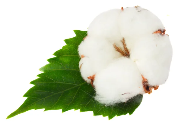 Capullo de algodón —  Fotos de Stock