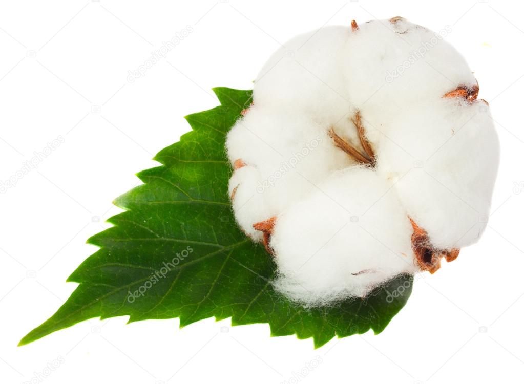 Cotton plant bud — Stock Photo © Neirfys 64689317