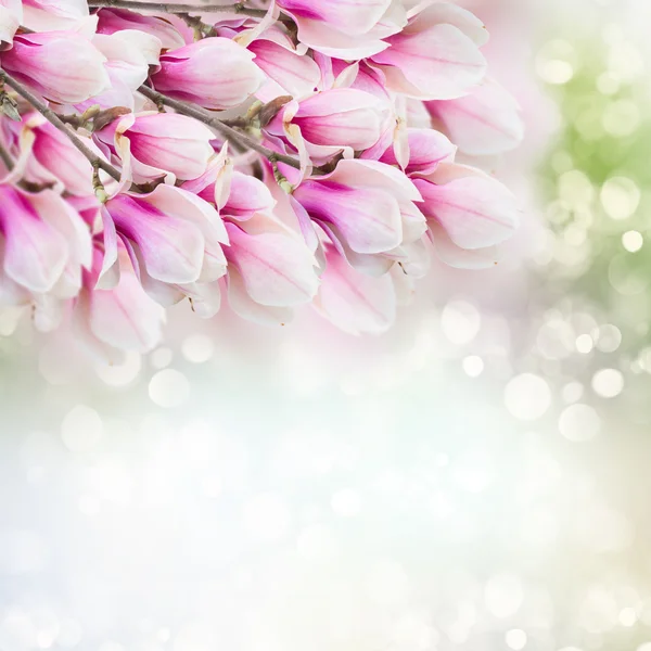 Albero di magnolia rosa Fiori — Foto Stock
