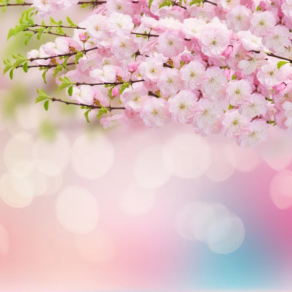 Flores de cerezo en jardín verde — Foto de Stock