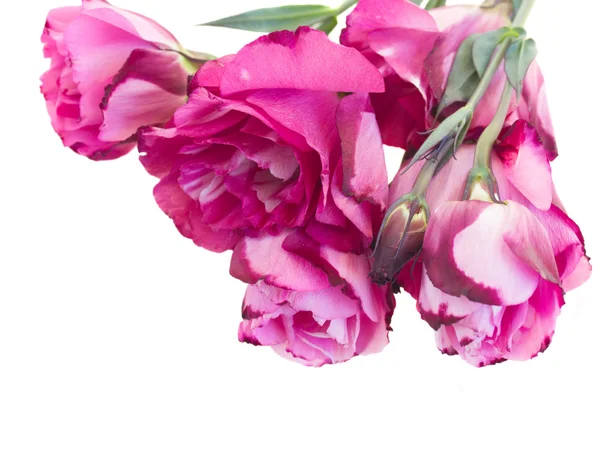 Μπουκέτο λουλούδια μωβ eustoma — Φωτογραφία Αρχείου