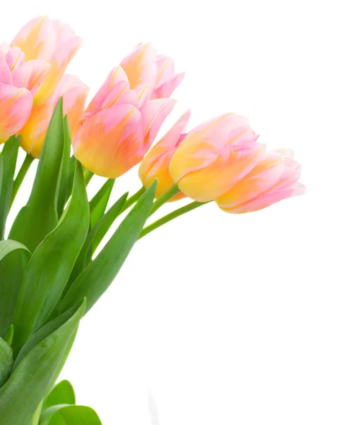 ピンクと黄色のチューリップの花の花束 — ストック写真