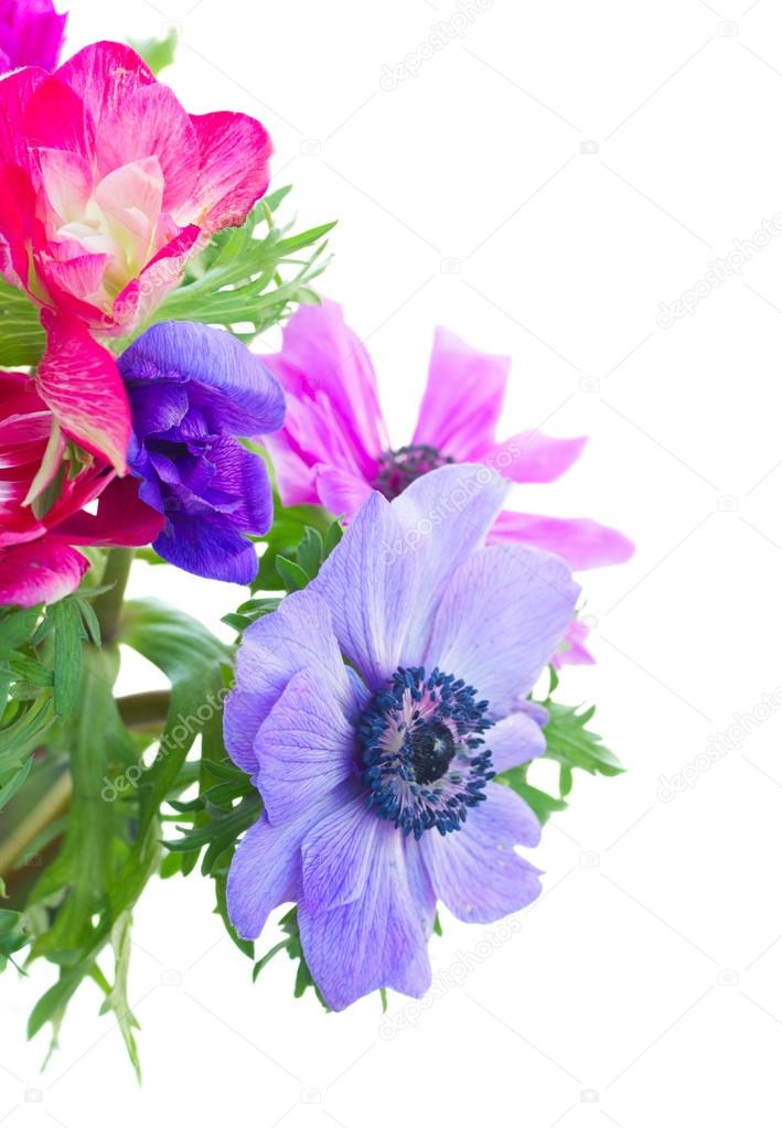 bouquet  of anemone flowers
