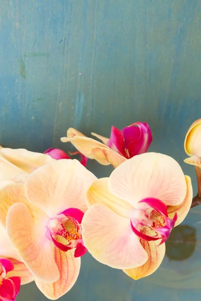 Rama de orquídea naranja — Foto de Stock