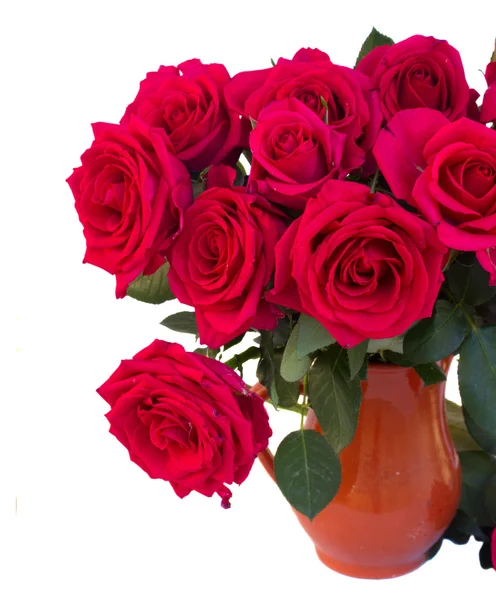 Dark  pink roses close up — Stock Photo, Image