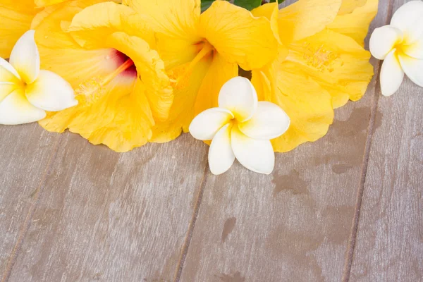Bunga kembang sepatu warna-warni — Stok Foto