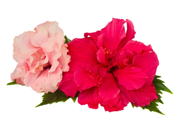 Flores de hibisco vermelho e rosa — Fotografia de Stock