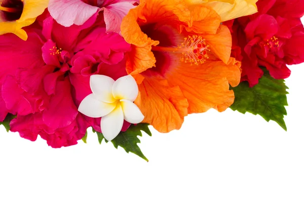 Border of colorful hibiscus flowers — Stock Photo, Image