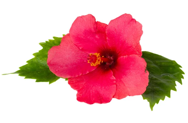 Flor de hibisco fresca vermelha com folhas verdes — Fotografia de Stock