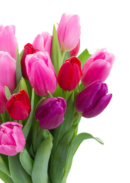 Букет из красных и фиолетовых цветов тюльпана — стоковое фото