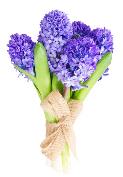 Blue  hyacinth — Stock Photo, Image