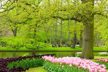 bahar bahçe içinde keukenhof, Hollanda