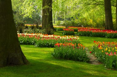 Holland Park 'ta bahar çiçekleri
