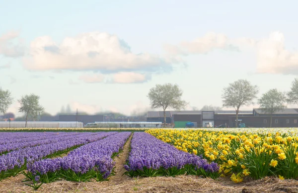 Dutch spring hyacinth flowers field — Stock Photo, Image