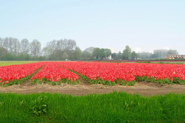 Holenderski żółty tulipan pola w słoneczny dzień — Zdjęcie stockowe