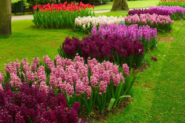 Hyacinth flowerbeds — Stock Photo, Image