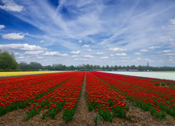 Holandský červený Tulipán pole — Stock fotografie