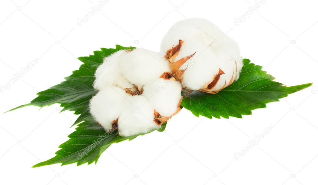 Two cotton plant buds 