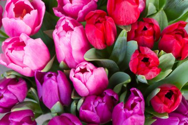 Kırmızı ve mor Lale çiçek