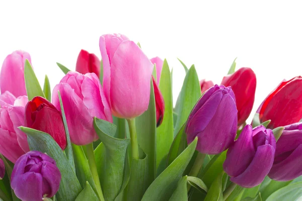 Strauß roter und lila Tulpenblumen — Stockfoto