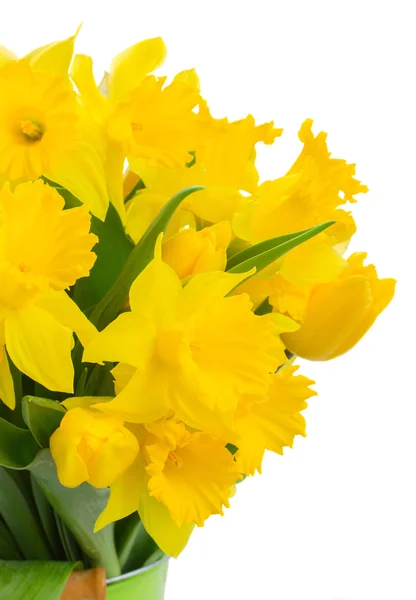 Spring narcissus — Stock Photo, Image