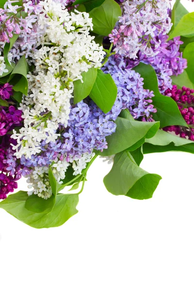 Lilac flowers — Stock Photo, Image