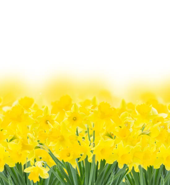 Primavera narciso en blanco —  Fotos de Stock