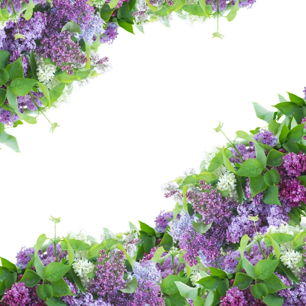Frame van lila bloemen — Stockfoto