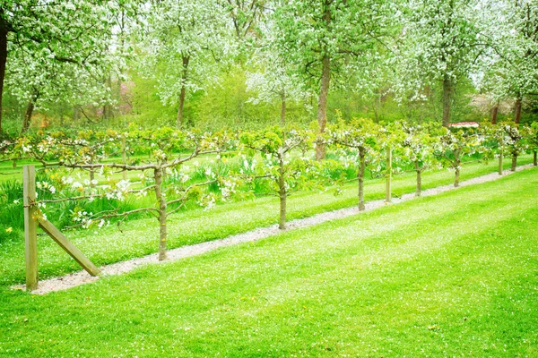 Blooming apple trees and green grass — Stock Photo, Image