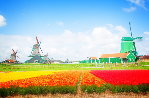 dutch windmills over  flower fields