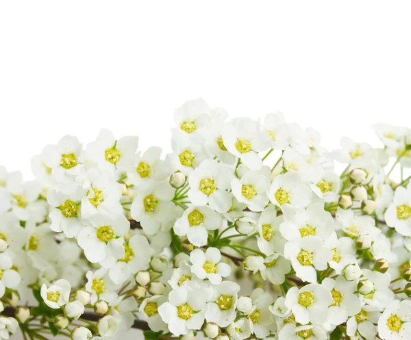 Цветущие белые деревья — стоковое фото