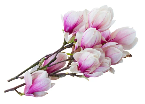 Růžový kvetoucí magnolie strom, květiny — Stock fotografie