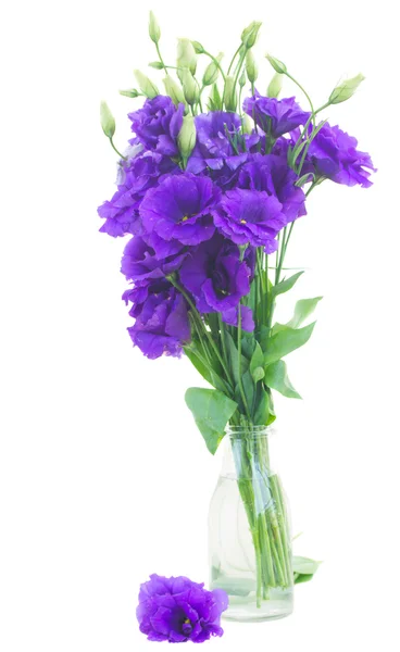 바이올렛 eustoma 꽃 다발 — 스톡 사진