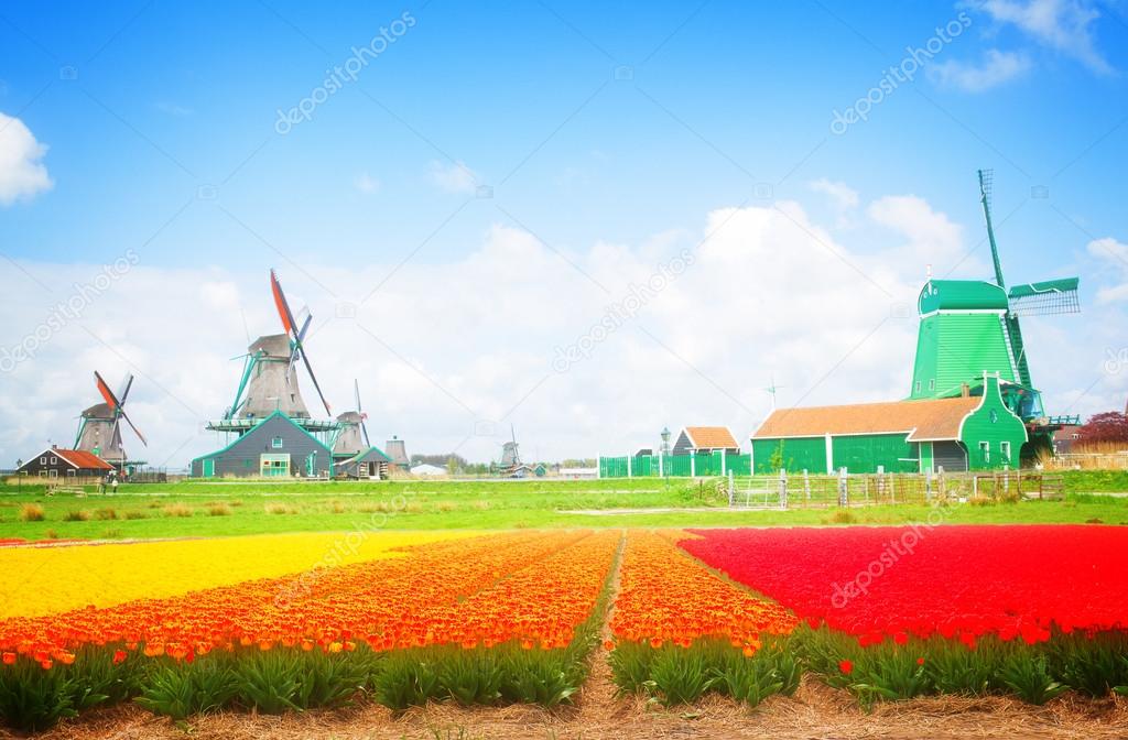 dutch windmills over  flower fields