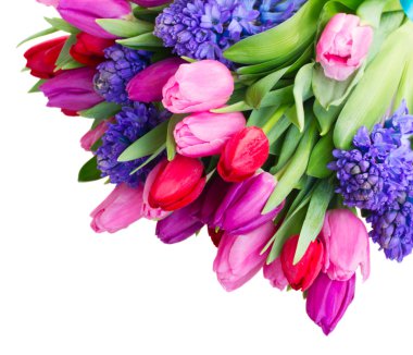 Mavi sümbül ve laleler 