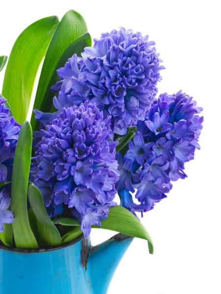 Blue  hyacinth — Stock Photo, Image