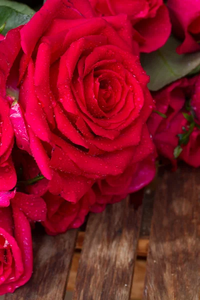 Rosa escuro rosas de perto — Fotografia de Stock