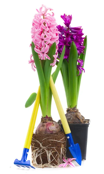 Gardening tools with hyacinth — Stock Photo, Image