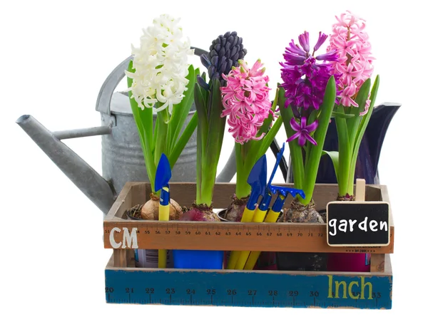 Vattenkannor med hyacint — Stockfoto