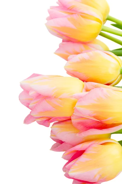 Boeket van roze en gele tulp bloemen — Stockfoto